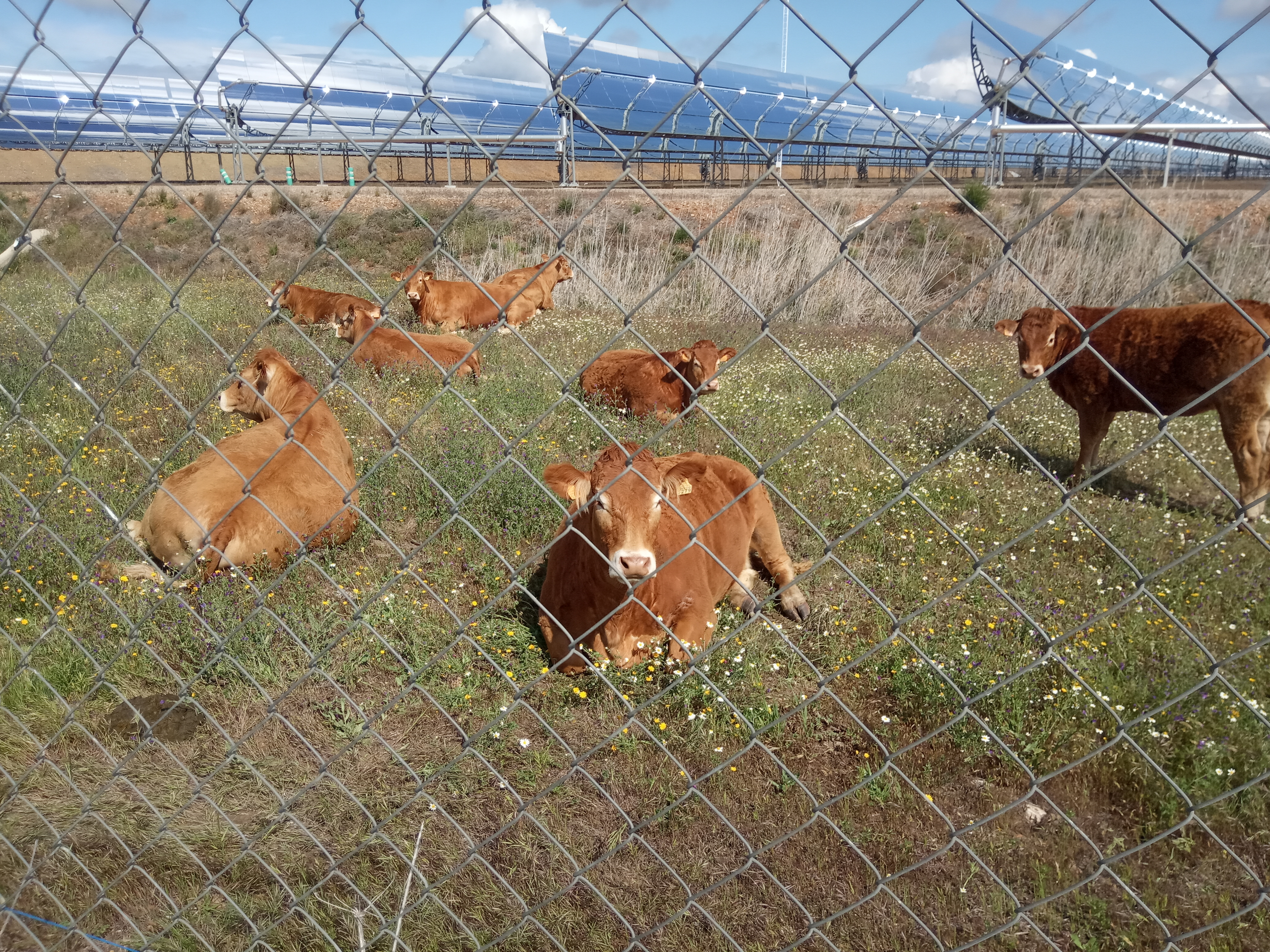 El control de la vegetación herbácea en las instalaciones de la planta termosolar se consigue con el pastoreo de ganado bovino procedente de explotaciones ganaderas próximas