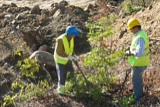 Transplante de espécies vegetais